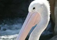 金年会官网-鹈鹕队领队言论争议，球迷不满表现