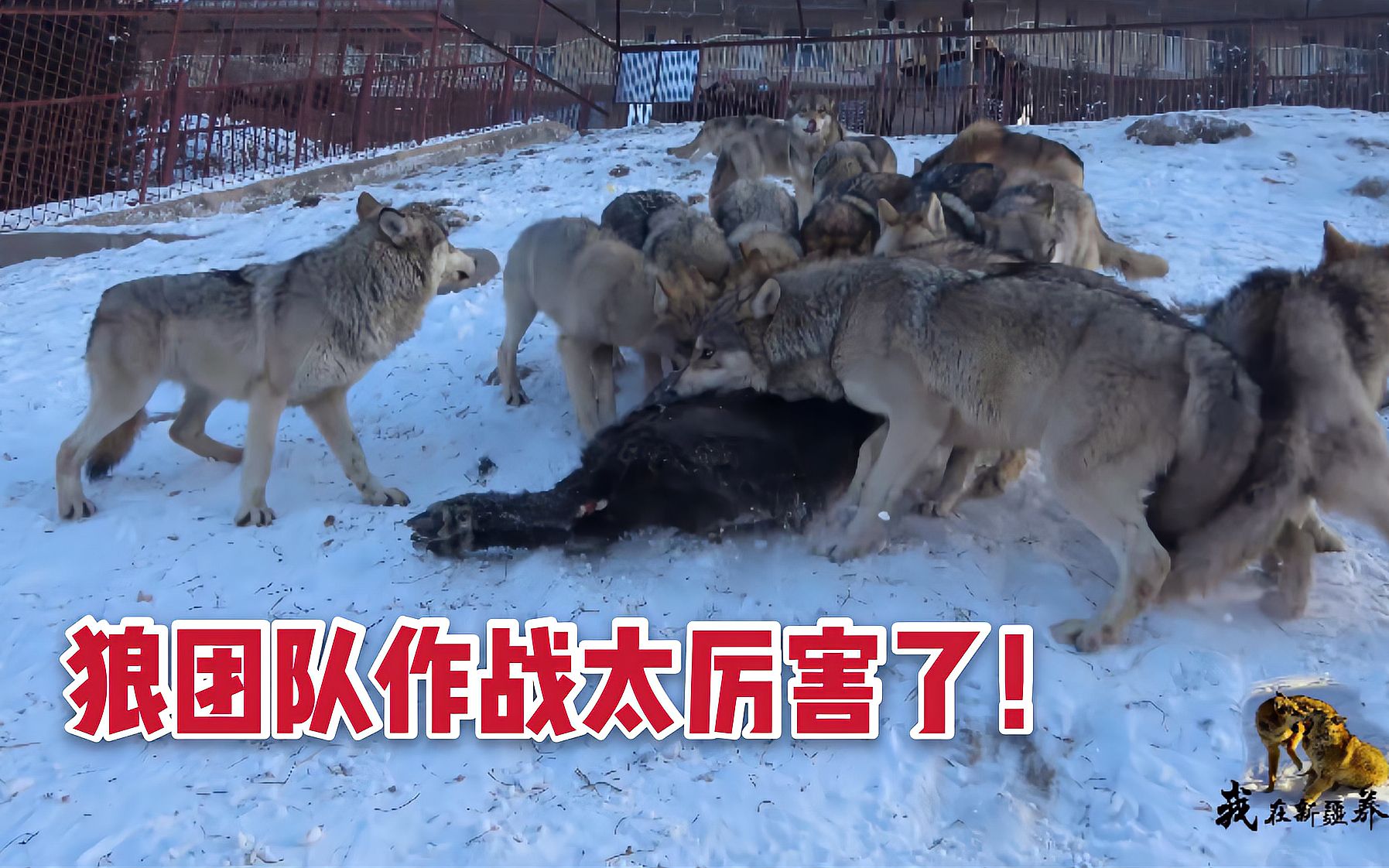 战场上英雄辈出，谁能带领团队取得胜利的简单介绍